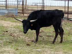 Minature Longhorn Cows